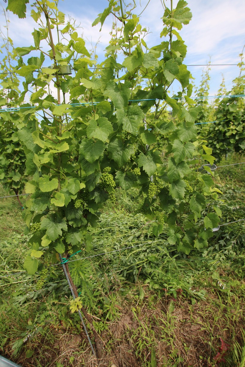 Vigne abondance