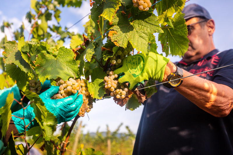 vendanges-2022_12.jpg