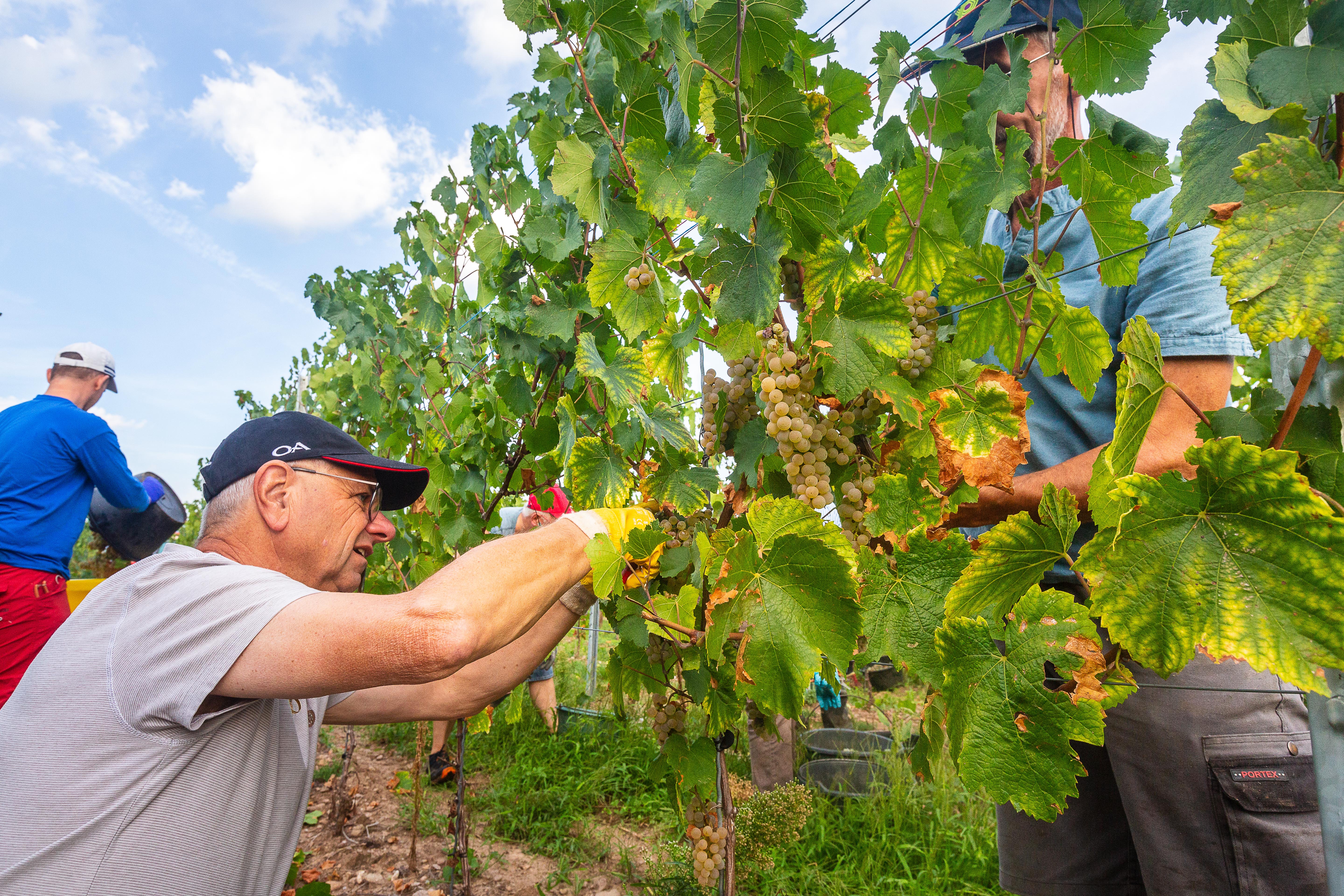 vendanges-2022_01.jpg