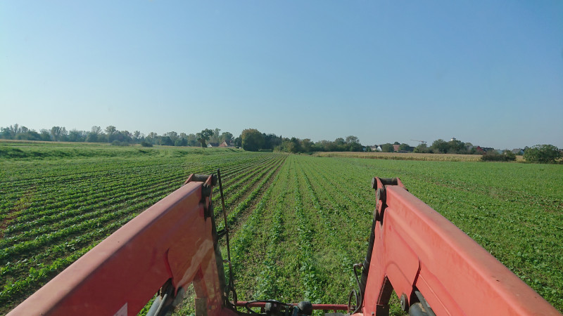 Colza_bine_bio_Patrick_Kormann_Ried_nord_Drusenheim_automne_2024.JPG