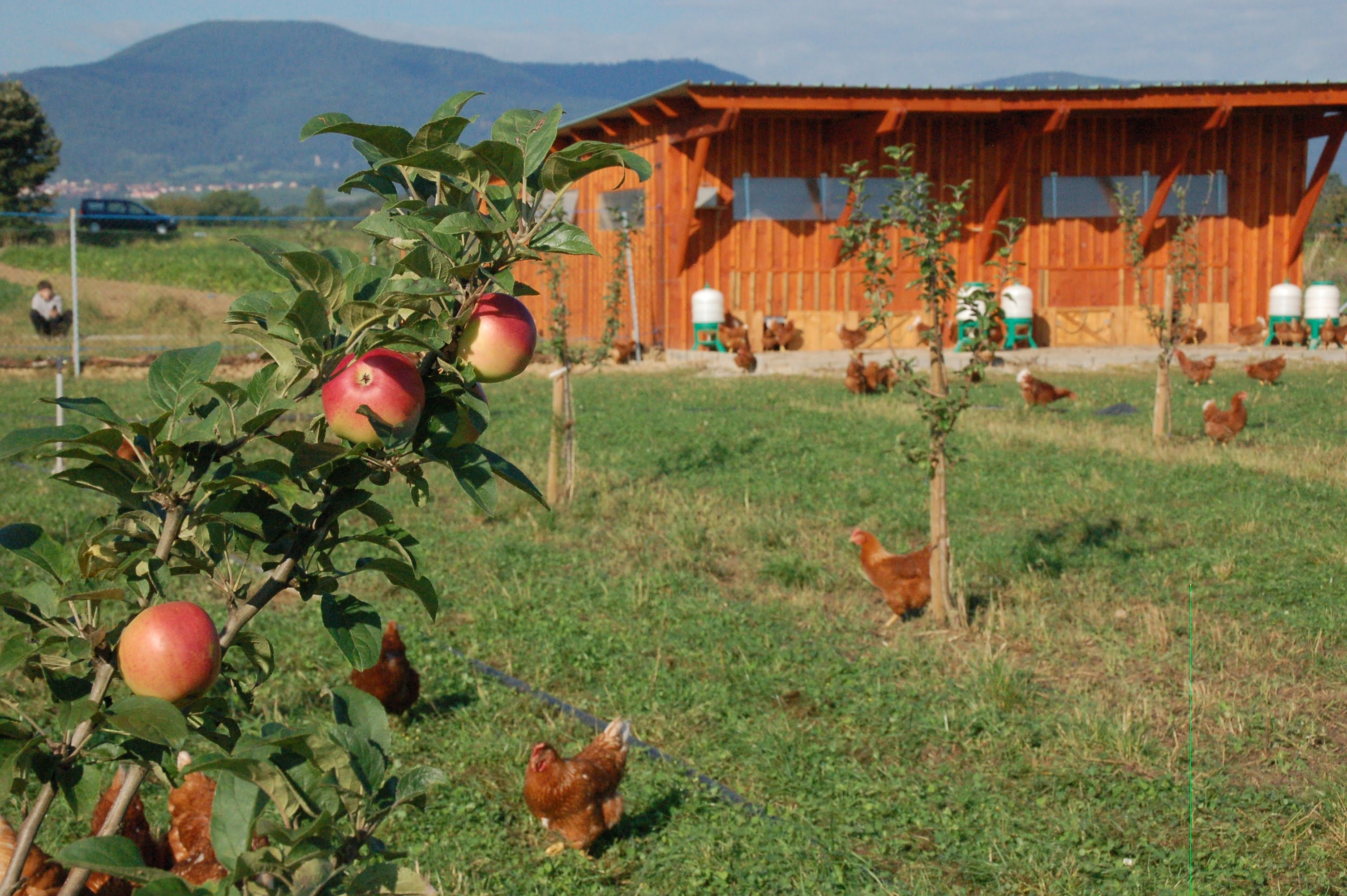 Ferme_du_Kapelfeld_Lenormand_De_Sagazan_poulailler_poules_pondeuses_oeufs_Valff_juillet_2024.jpg