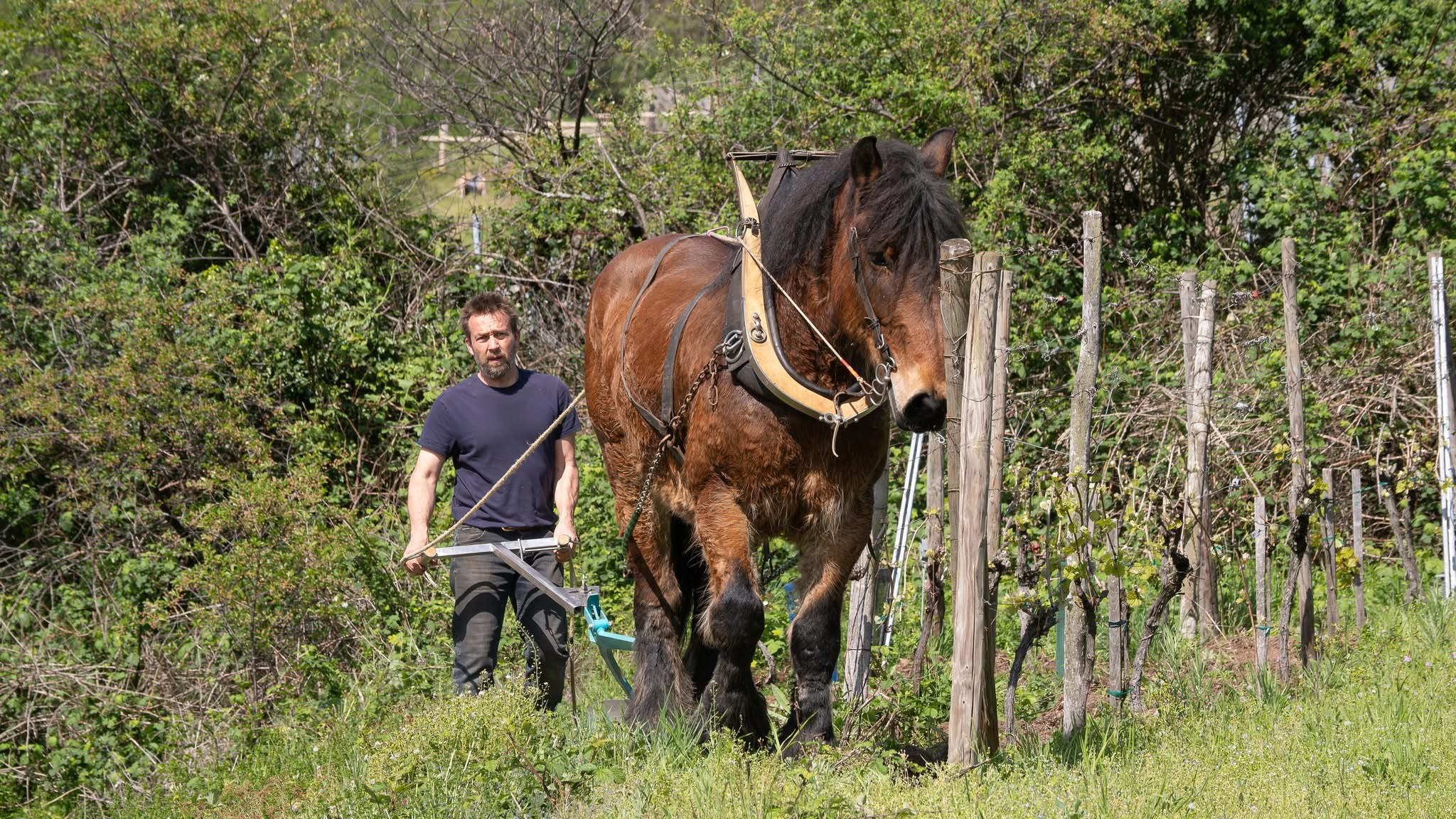 Simler cheval de trait