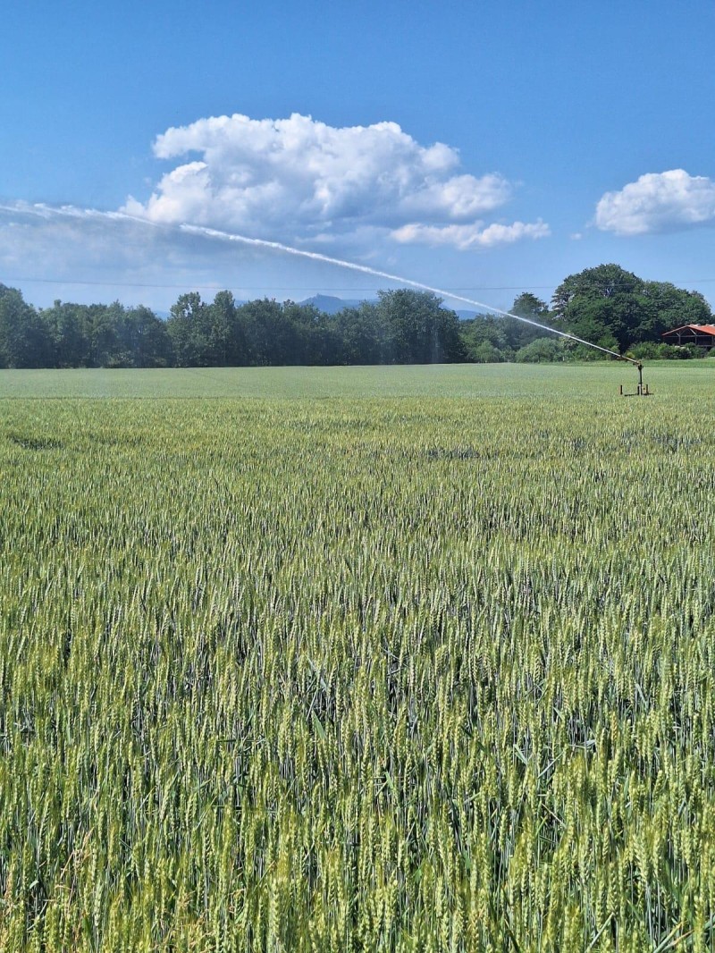 Bl%C3%A9%20irrigu%C3%A9_Ebersheim.jpg