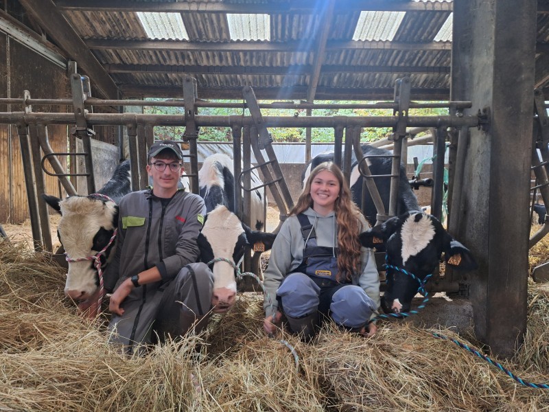 clara siess   lucas rein   3 génisses pour Habsheim
