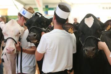 concours-habsheim-2015_holstein_08.JPG