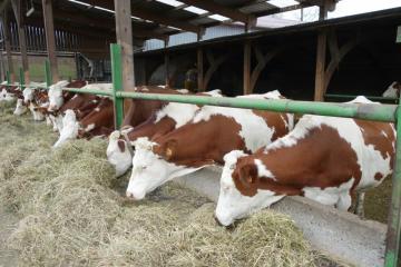 Mois Bio Elever des bovins lait en AB 161117DSC007