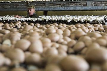 lancement-champignon-alsace-2017_01.jpg