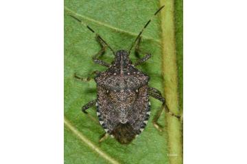 punaise diabolique (Halyomorpha halys)