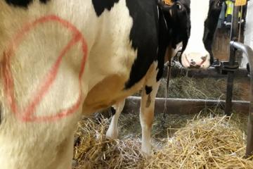 Vache-tarie.JPG