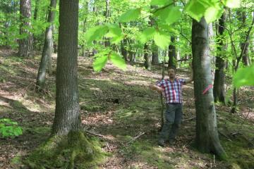 Châtaignier-IMG_2910.JPG