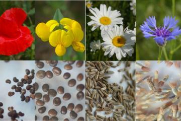 CV - Semences prairies