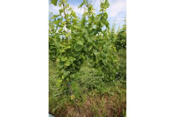 Vigne abondance