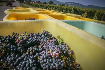 vendanges-2016_02.jpg