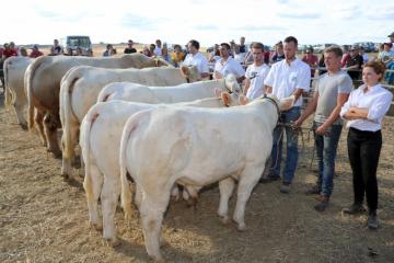 FDL2018 - Concours charolais - 03.jpg