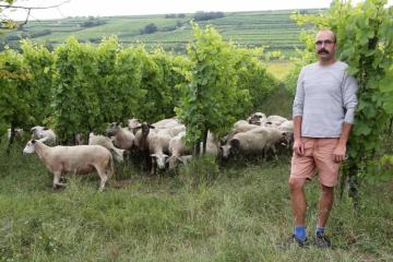 CV - Domaine Muller - moutons - 01.jpg