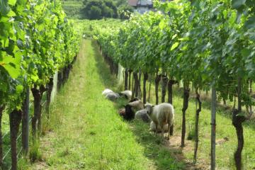 moutons%20dans%20les%20vignes.jpg