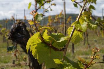 Vignes départ printemps 020517DSC02619.JPG