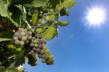 Sécheresse - Canicule - Vigne - 04.jpg