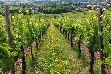 fleurs et graminées sauvages_vignes_interrang_ribeauvillé_Nungesser Semences_sauvage_locale_2020